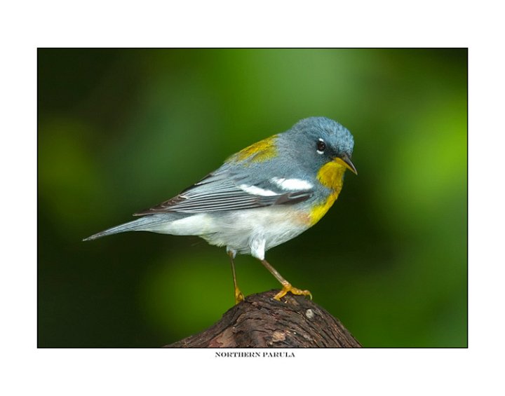 9977 northern parula.jpg
